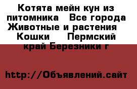 Котята мейн-кун из питомника - Все города Животные и растения » Кошки   . Пермский край,Березники г.